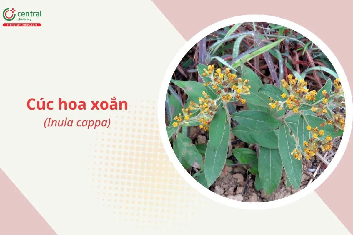 Cúc hoa xoắn