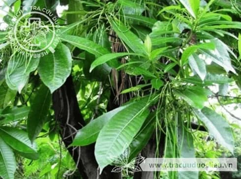 Sữa lá to