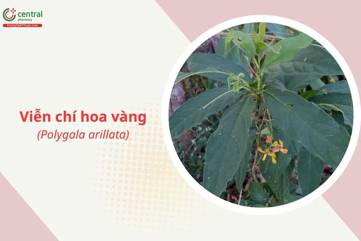 Viễn chí hoa vàng