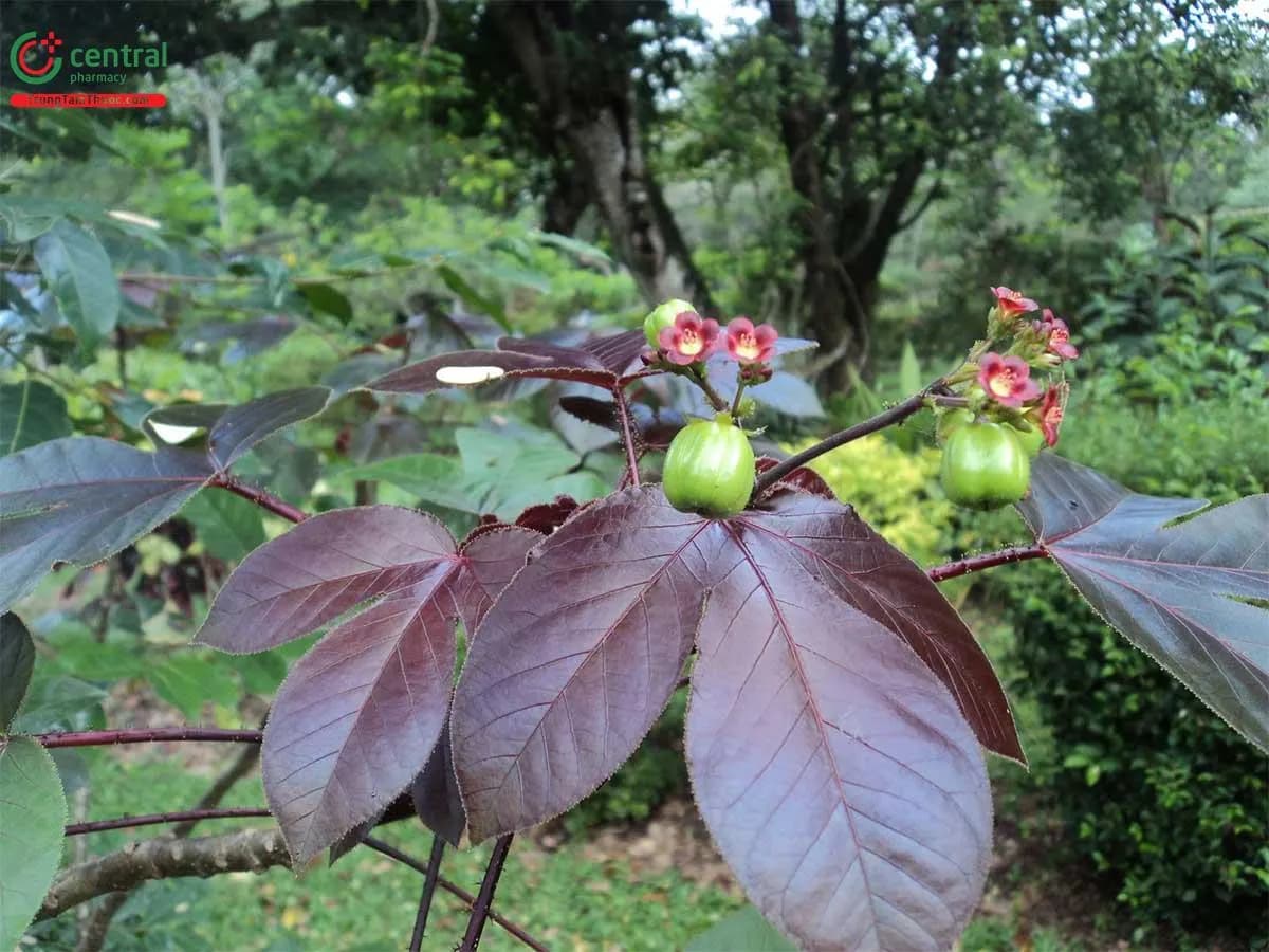 Dầu Mè Tía