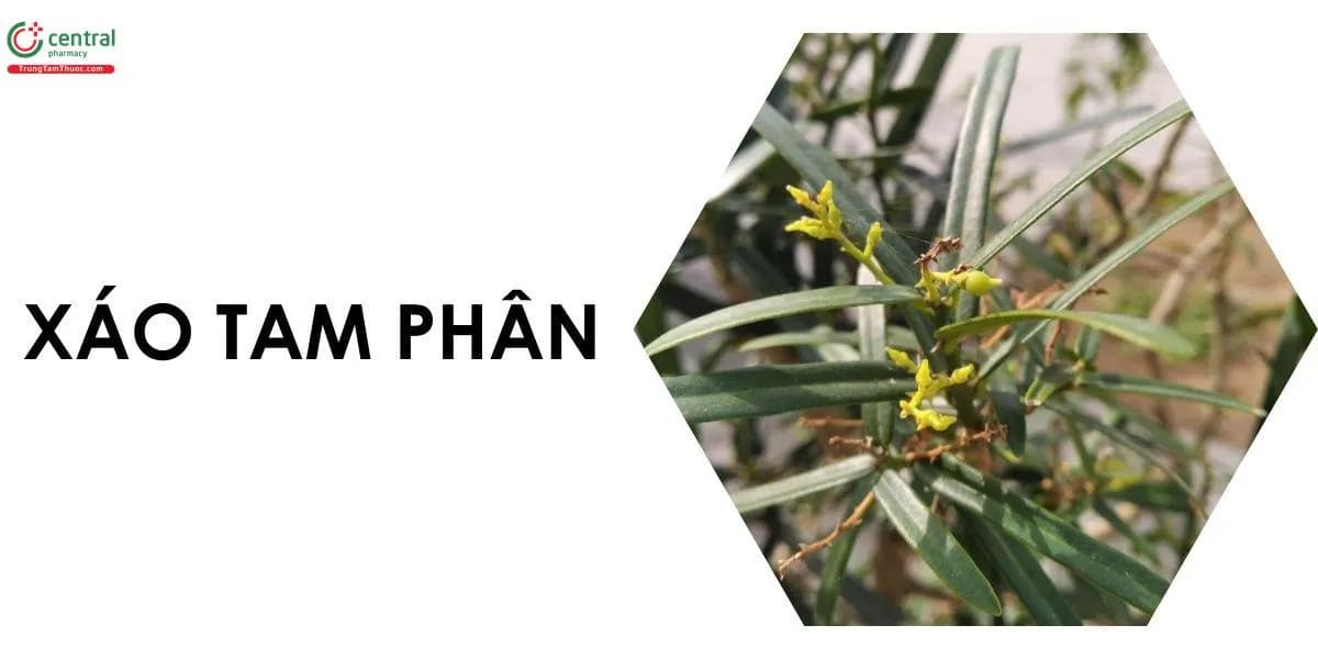Xáo Tam Phân