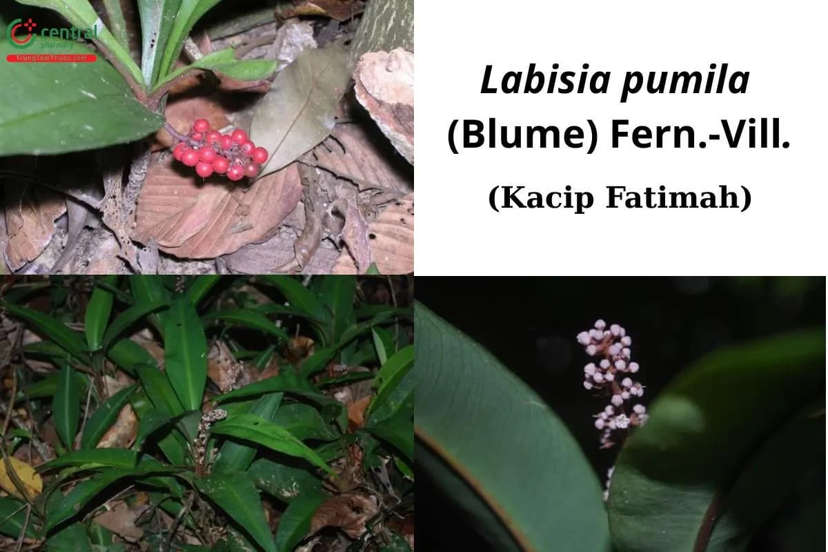 Labisia pumila