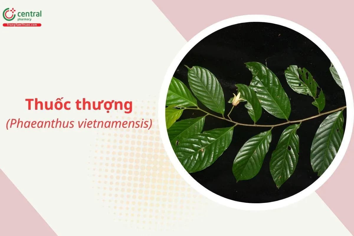 Thuốc thượng