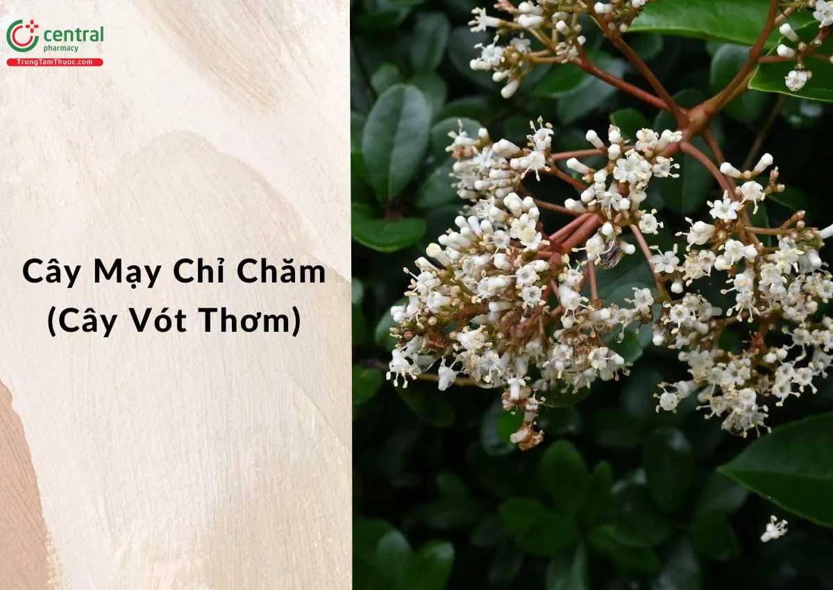 Mạy Chỉ Chăm