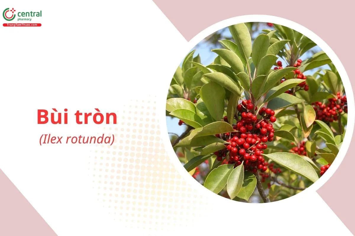 Bùi Tròn