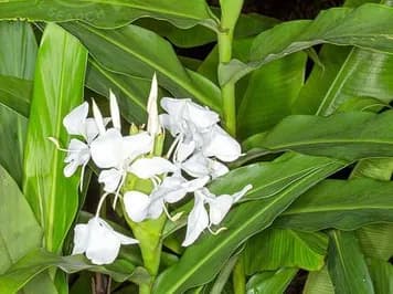Bạch điệp