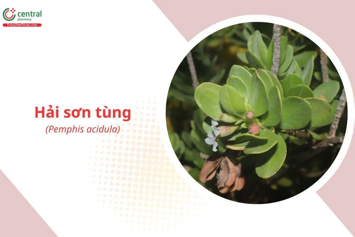 Hải Sơn Tùng