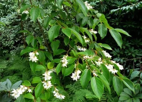 Cánh kiến trắng