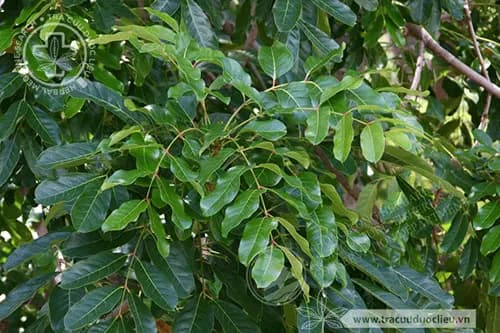 Xà cừ