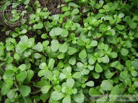 Ao diệp cảnh tiên
