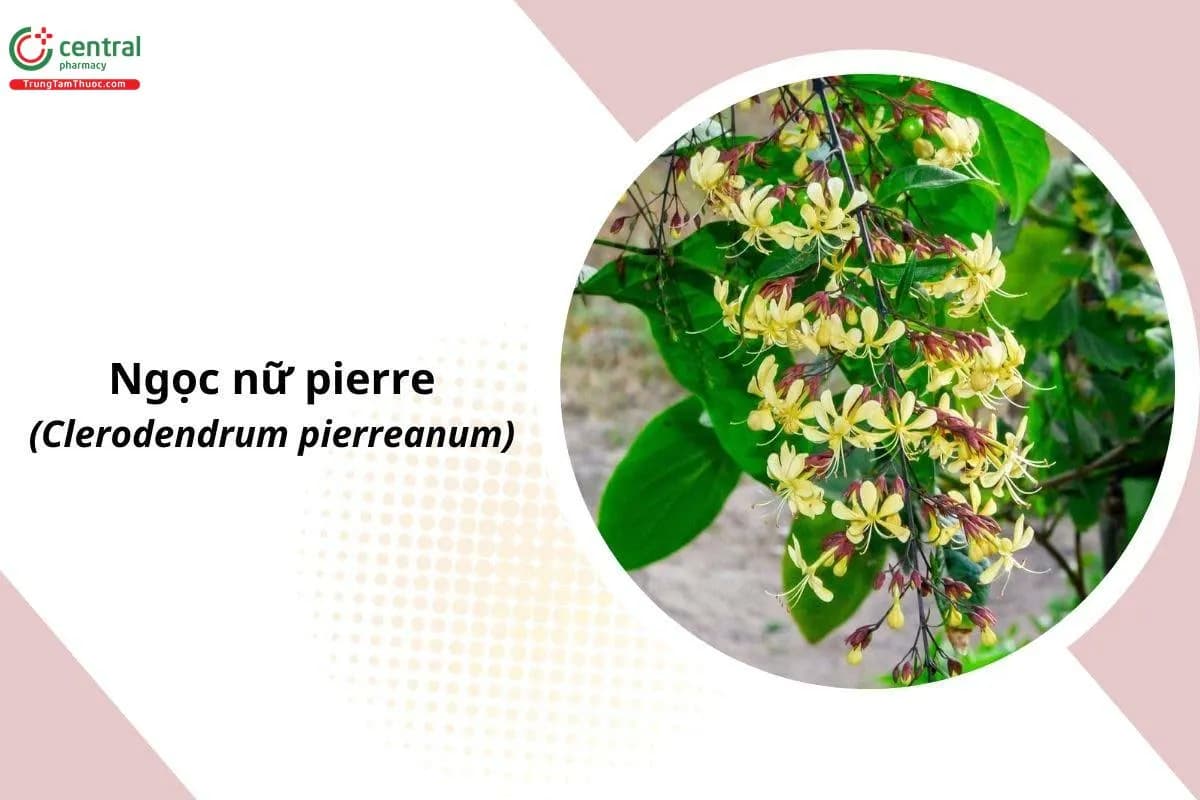 Ngọc Nữ Pierre