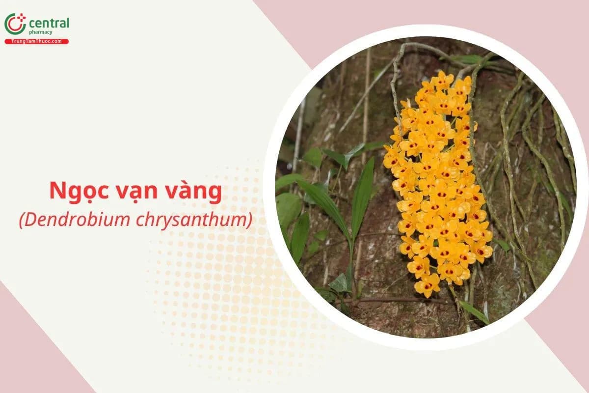 Ngọc vạn vàng