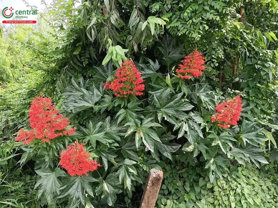 Ngọc Nữ Lá Chân Vịt