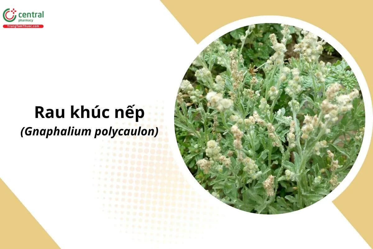 Rau Khúc Nếp