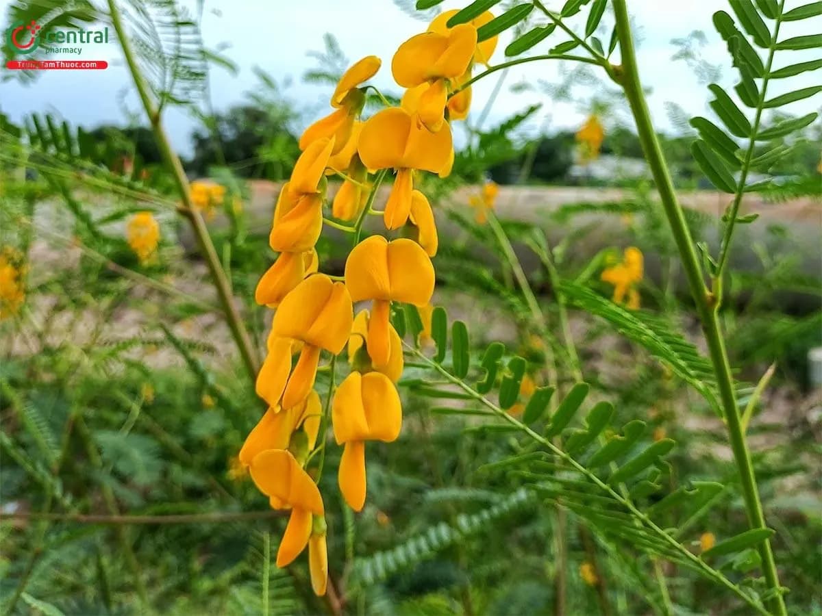Điên Điển