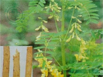 Astragalus