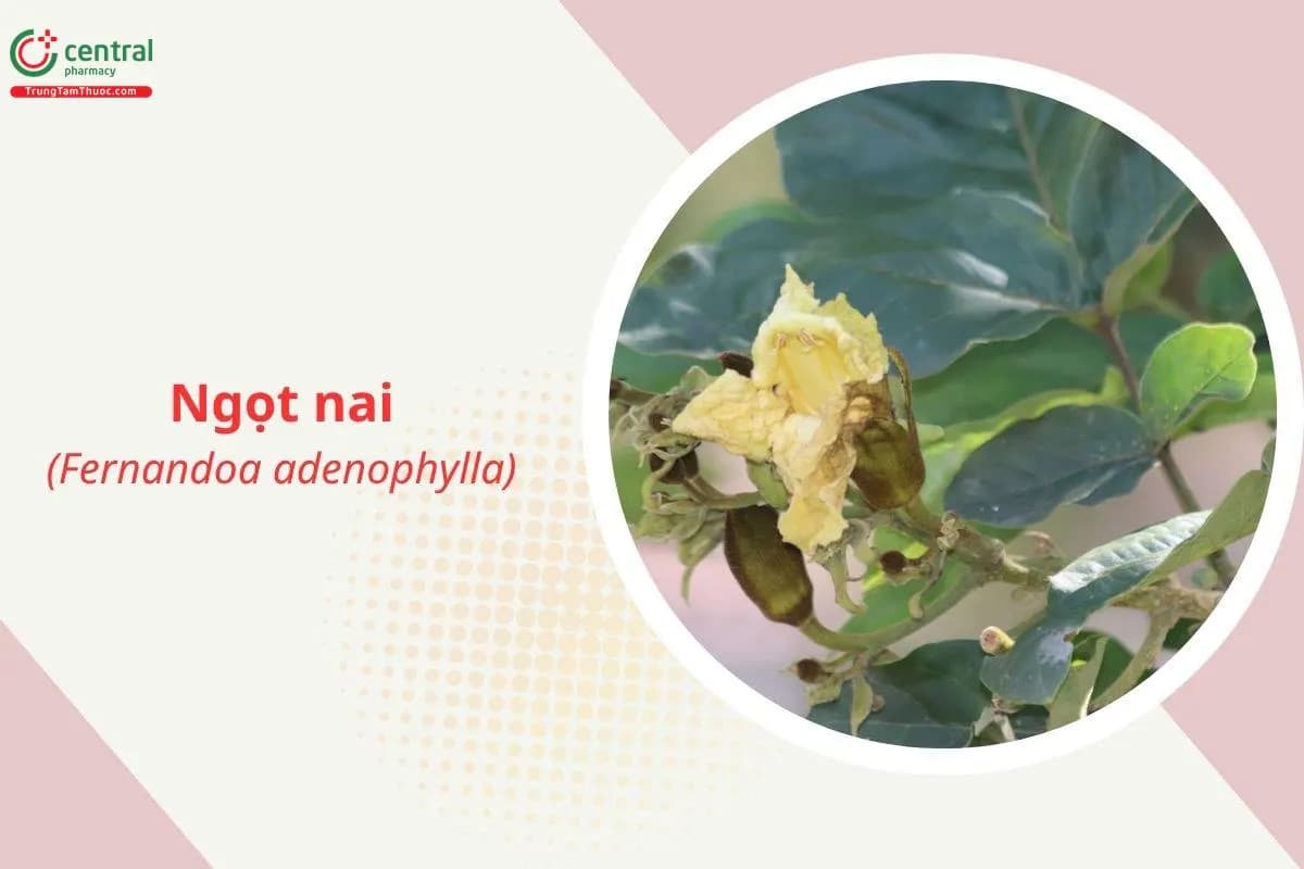 Ngọt nai