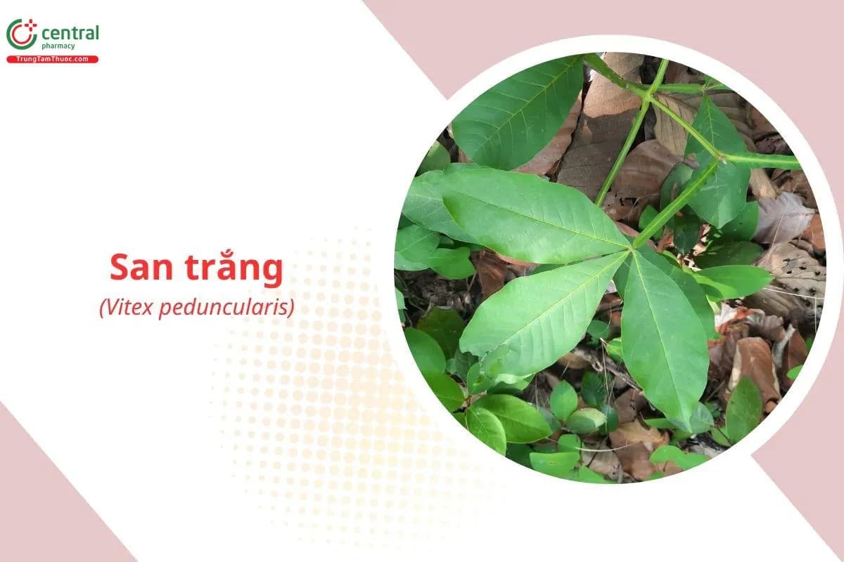 San Trắng