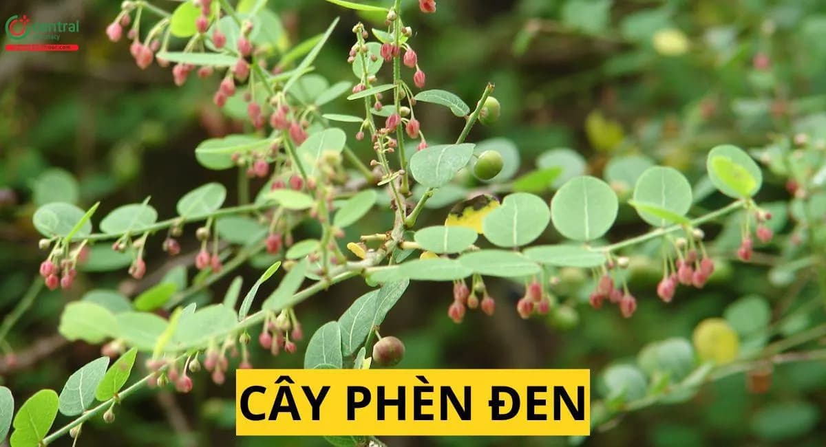 Phèn Đen (Phyllanthus reticulatus Poir.