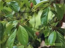 Vù hương
