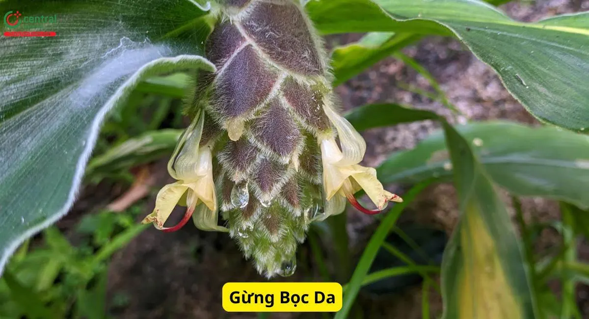 Gừng Bọc Da