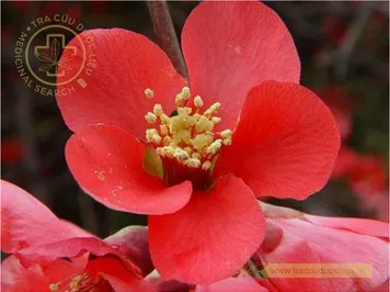 Mộc qua