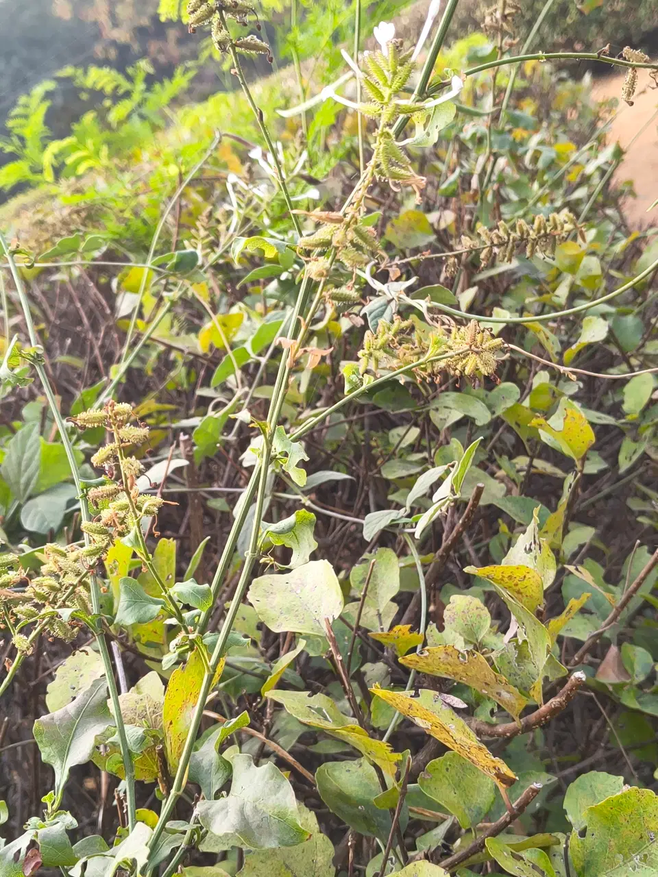 Bạch hoa xà