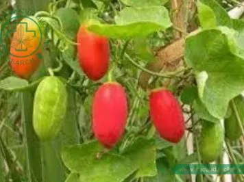 Dây mảnh bát
