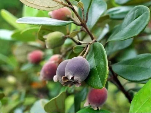 Sim rừng