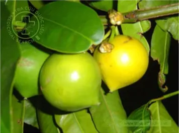 Đằng hoàng