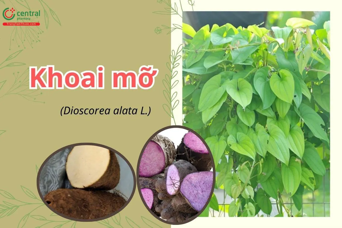 Khoai mỡ