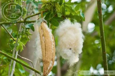 Gòn