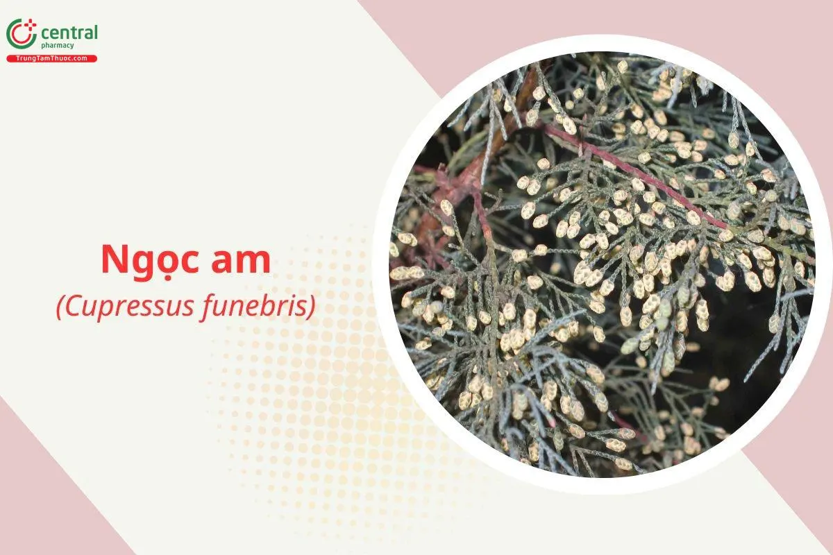 Gỗ Ngọc am