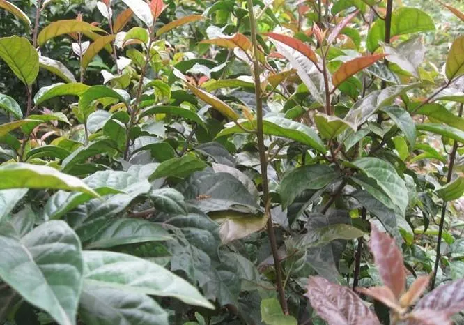 Xạ đen Hòa Bình