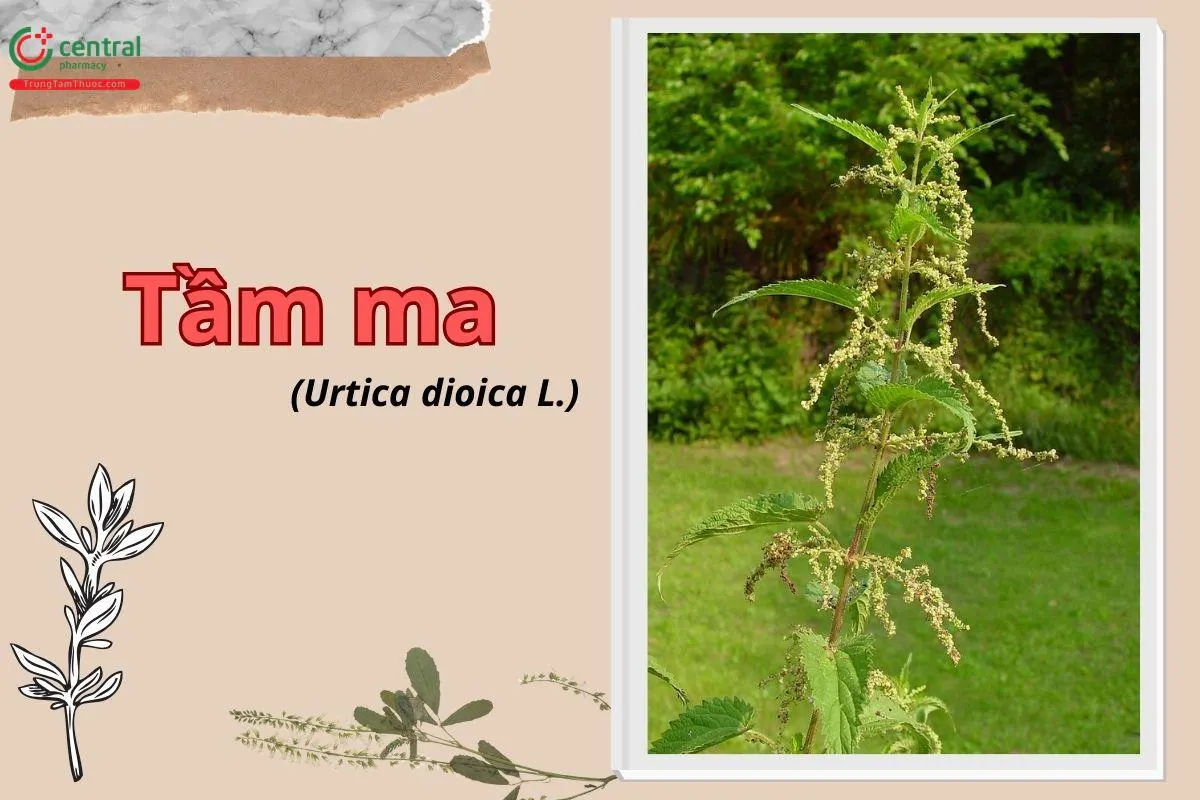 Tầm ma