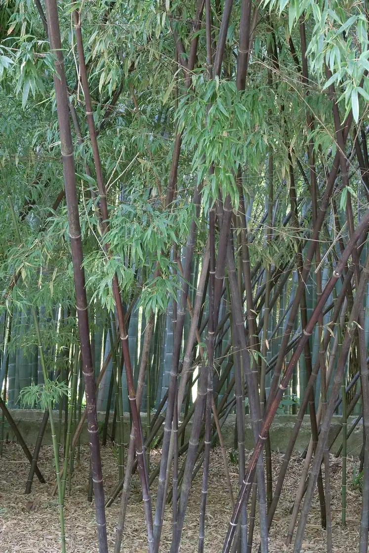 Trúc đen