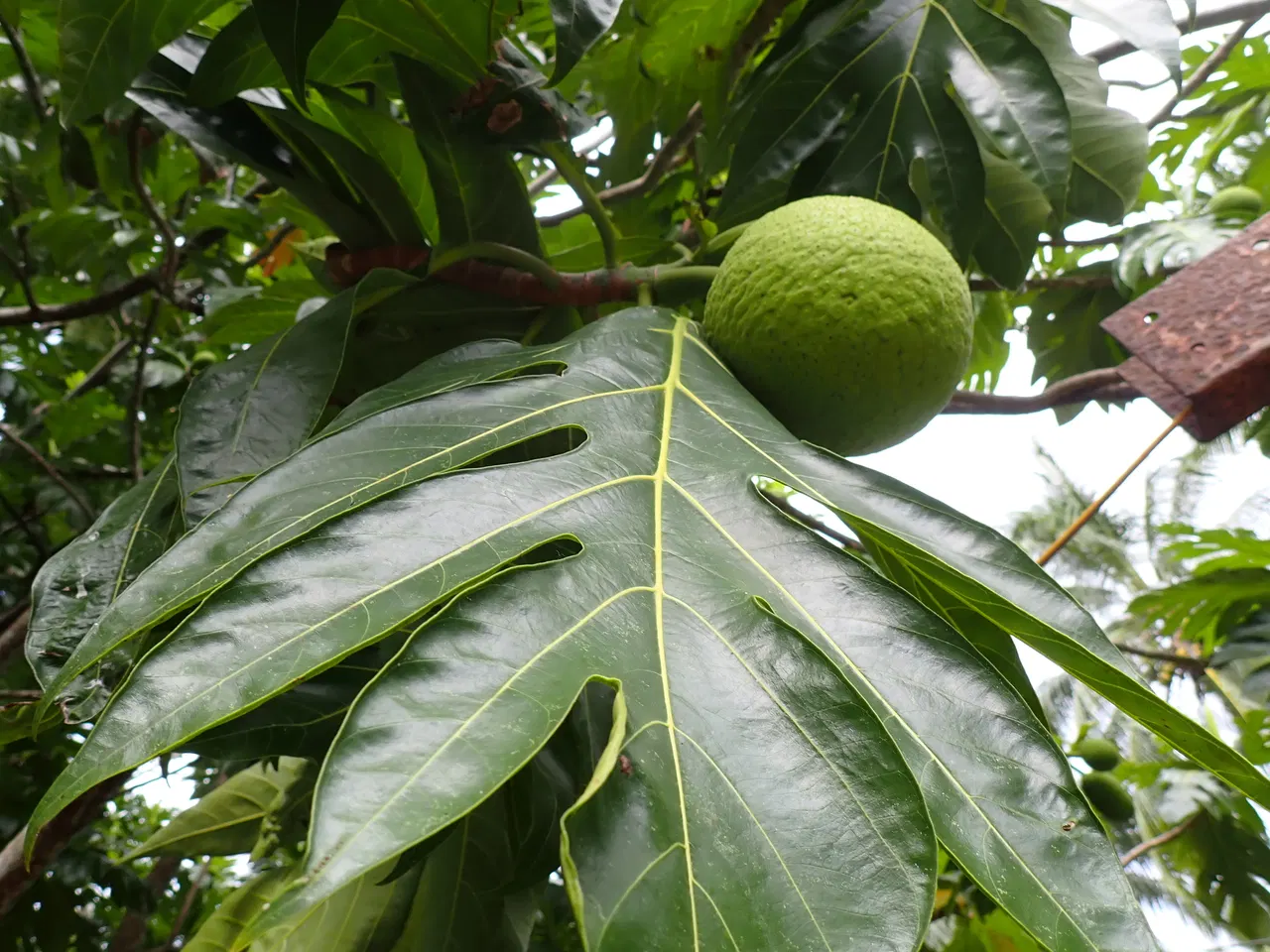 Sa kê