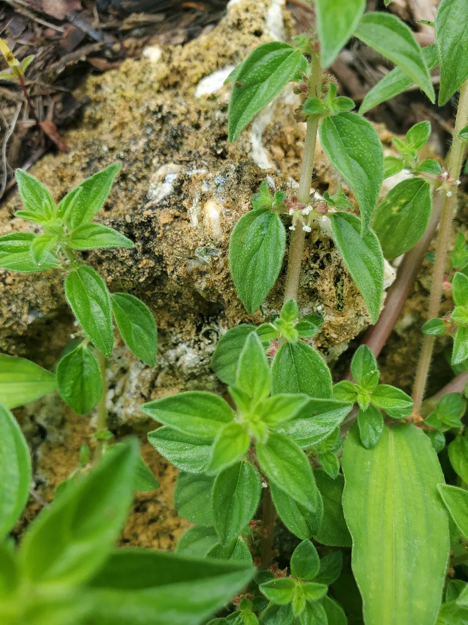 Bọ mắm