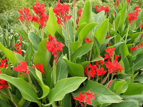 Chuối hoa