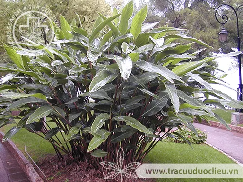 Thảo đậu khấu bắc