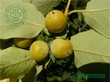 Cậy