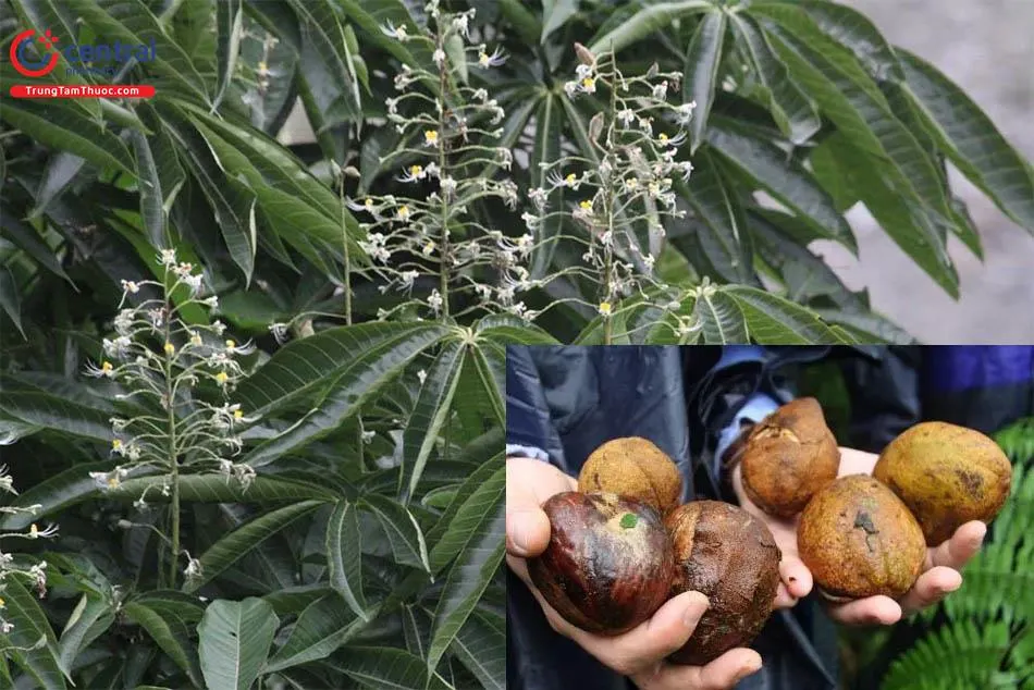 Cây Kẹn