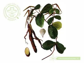 Hà thủ ô trắng