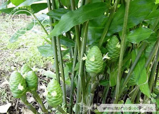 Gừng dại tía