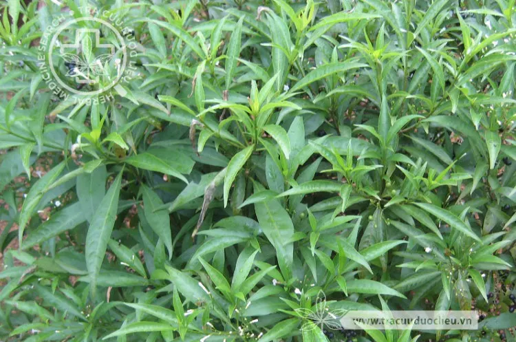 Ba gạc