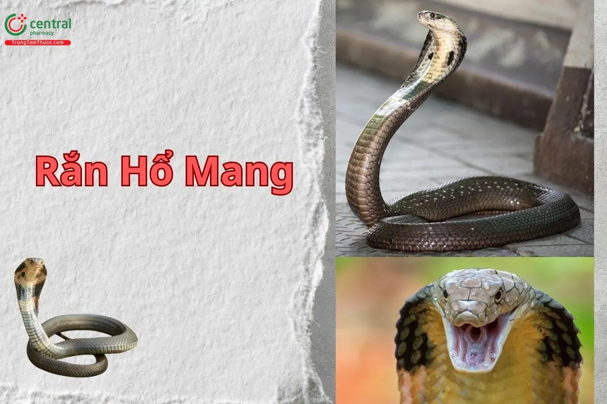 Rắn hổ mang