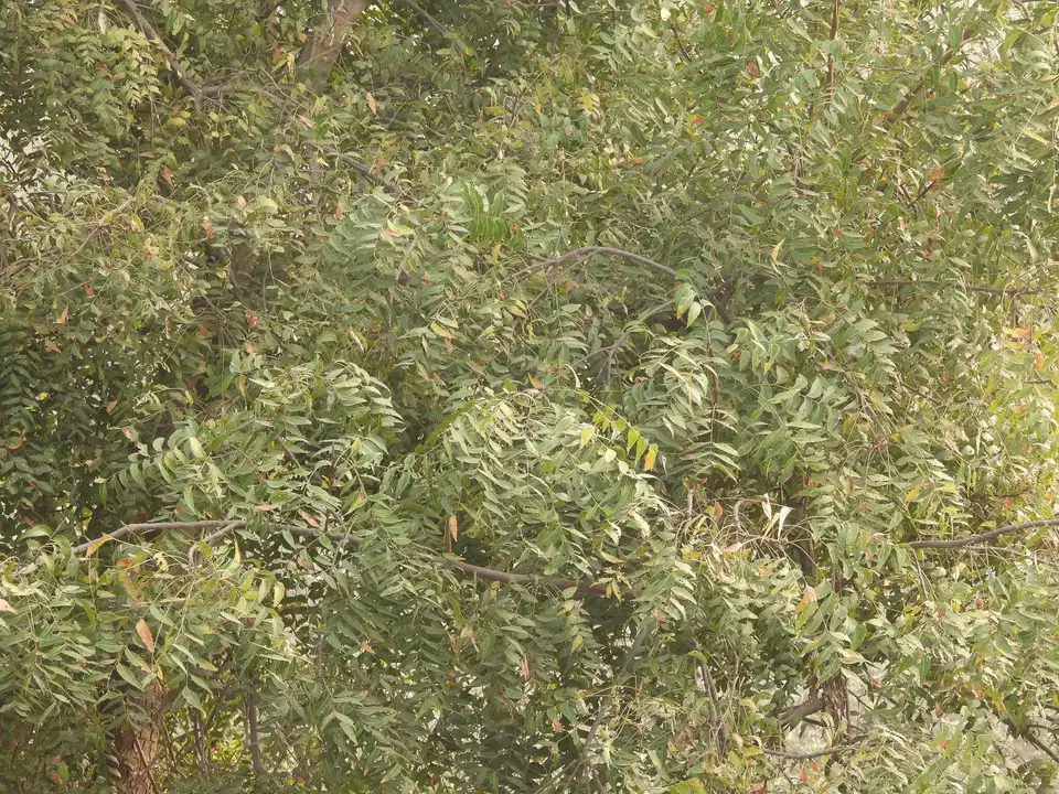 Sầu đâu