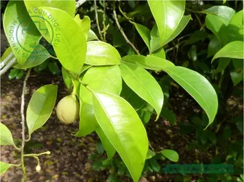 Nhục đậu khấu