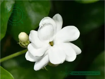 Hoa nhài