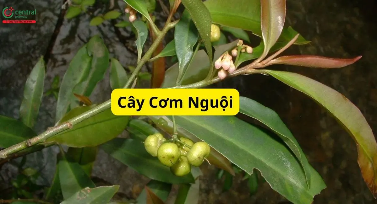 Cơm Nguội